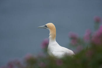 Fou de bassan (Gannet)<br>NIKON D4, 850 mm, 1000 ISO,  1/1250 sec,  f : 8 